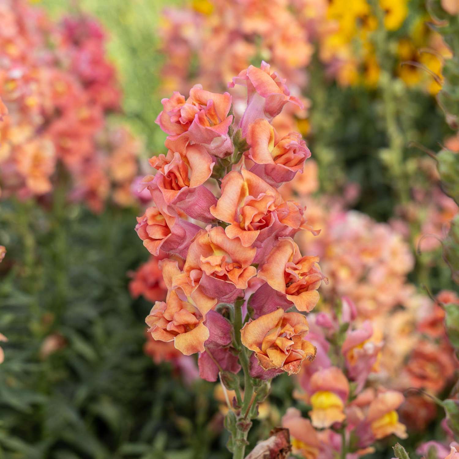 Muflier 'Madame Butterfly Bronze' (graines)